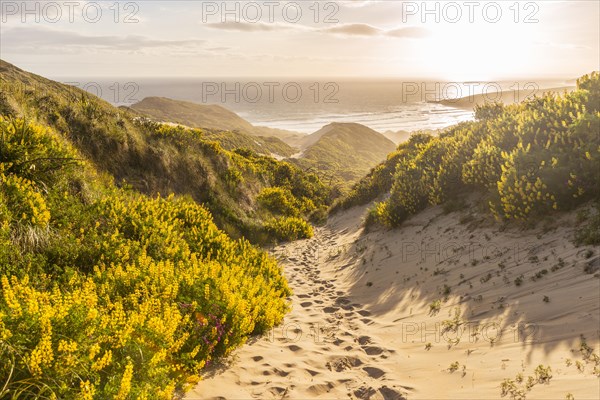 Yellow Lupines