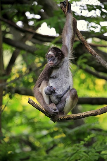 White-bellied spider monkey