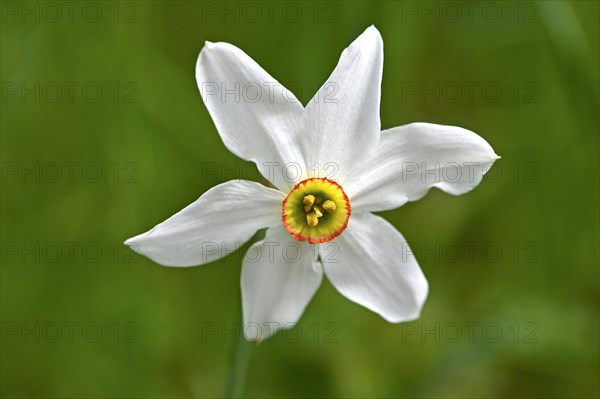 Poet's Daffodil