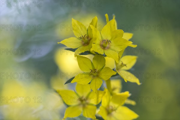 Yellow loosestrife