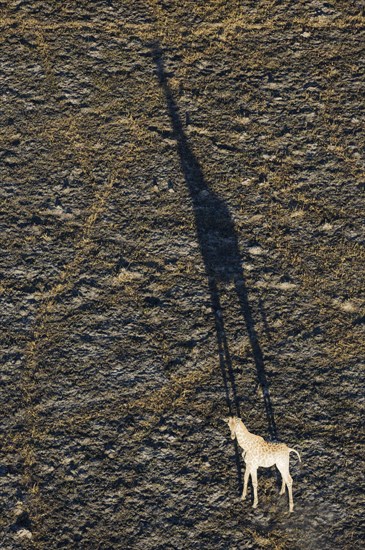 Southern Giraffe
