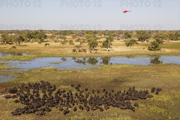 Cape Buffalo