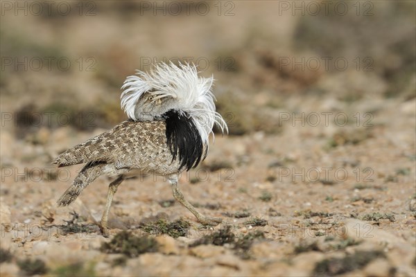 Mating Houbara bustard