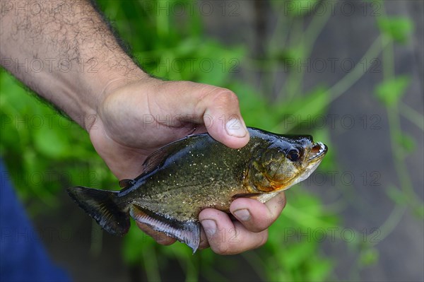 Male hand holding a piranha