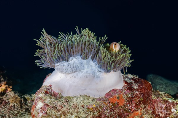 Maldive anemonefish