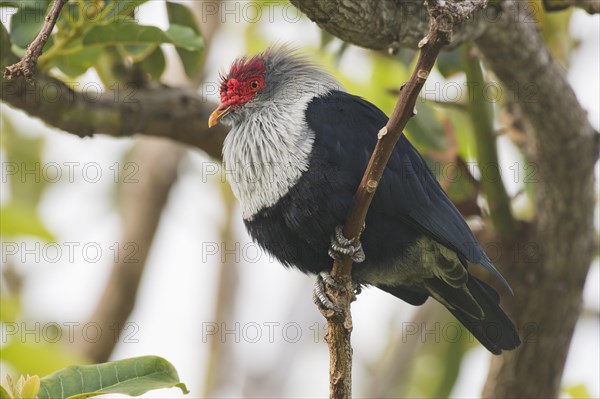 Seychelles blue pigeon