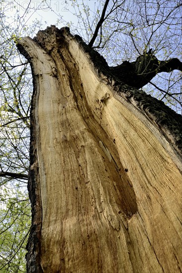 Tree trunk with storm damage