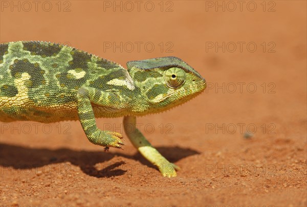 Flap-necked chameleon