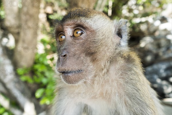 Macaque