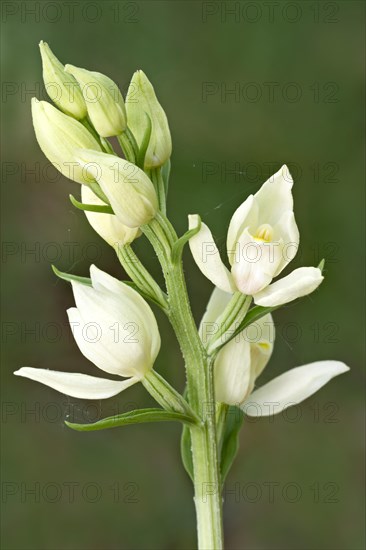 White Helleborine