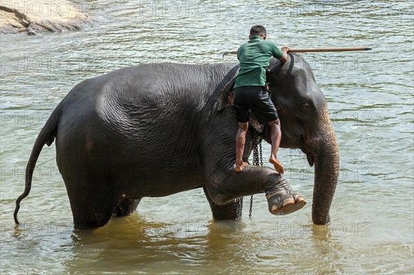 Mahout