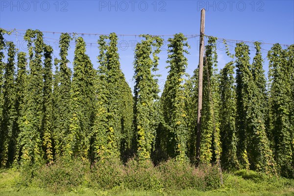 Hop field