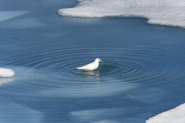 Ivory gull