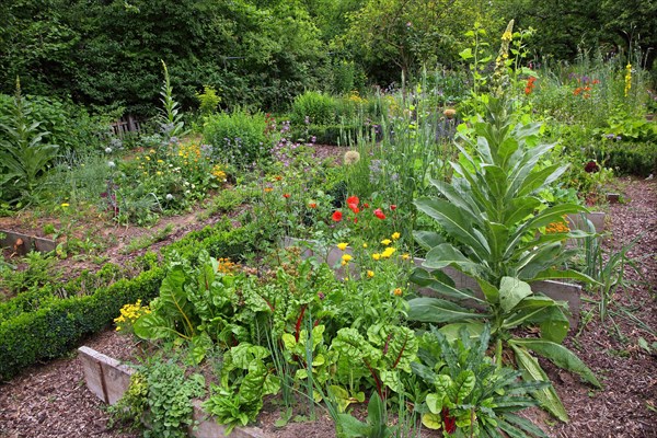 Farm garden with Swiss chard