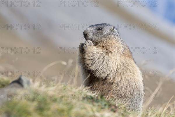 Alpine marmot