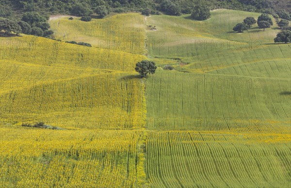 Sunflowers