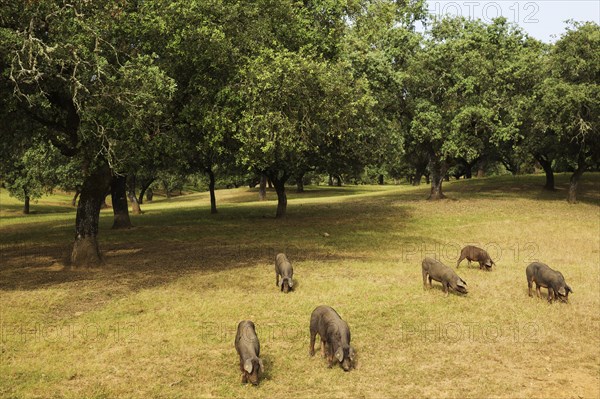 Grazing black Iberian pigs under holm oaks