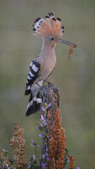 Hoopoe