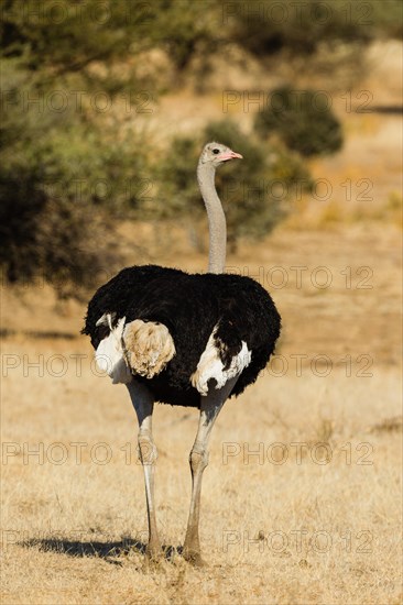 Ostrich