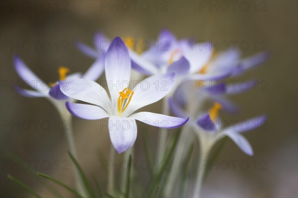 Woodland crocus