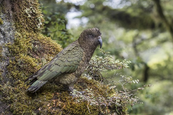 Kea