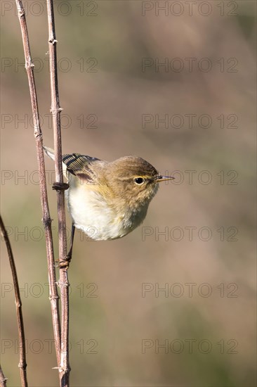 Willow Warbler