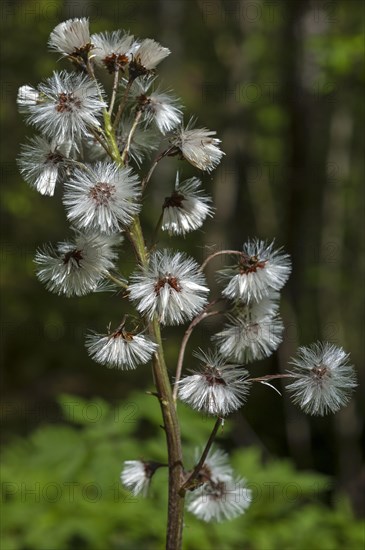 Infructescence