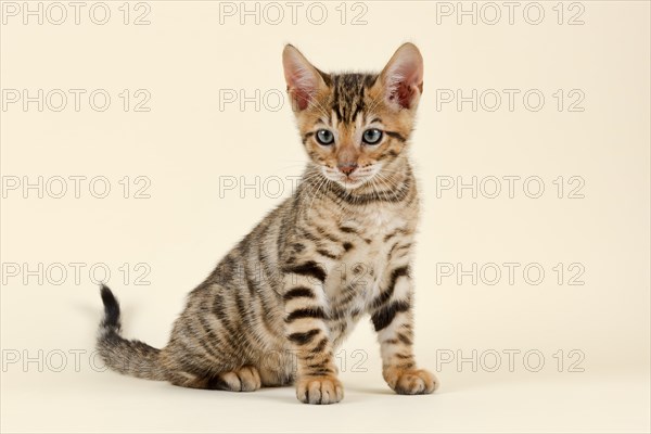 Pedigree cat Toyger