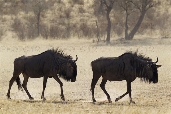 Blue Wildebeests