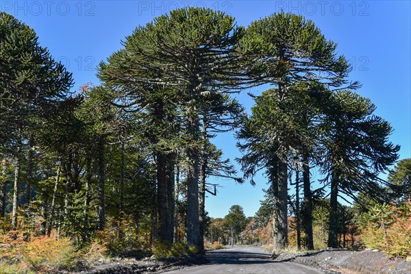 Unpaved road passes through monkey puzzle trees