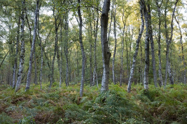 Fern in birch forest
