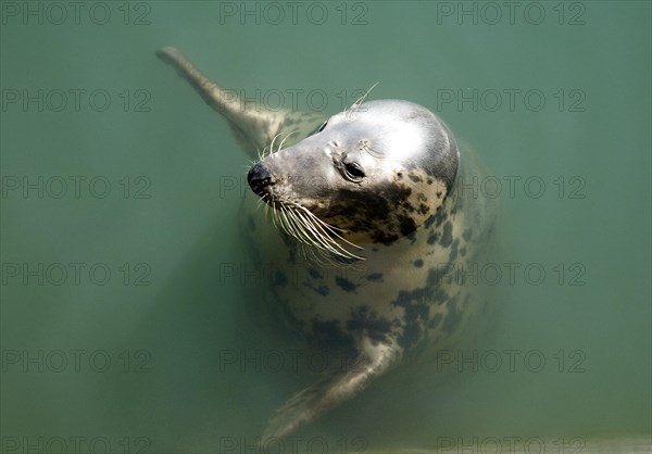 Harbor seal