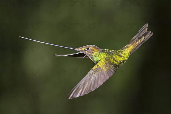 Sword-billed hummingbird