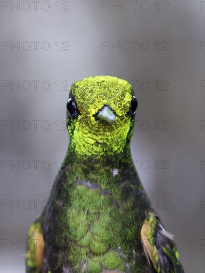 Buff-tailed coronet