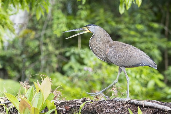 Bare-Throated Tiger Heron