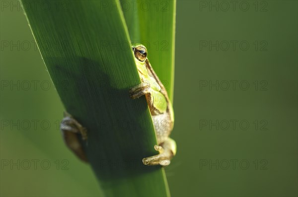 European tree frog