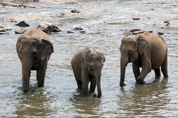 Asian or Asiatic elephants