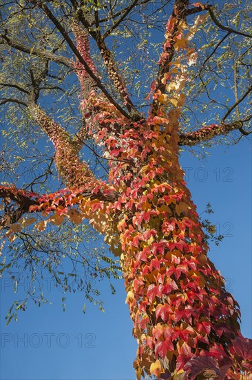 Boston ivy