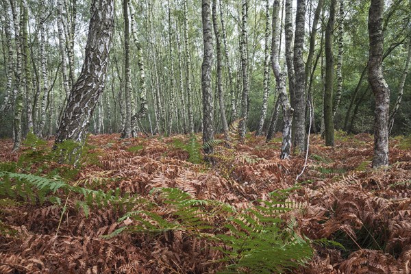 Moor birch trees