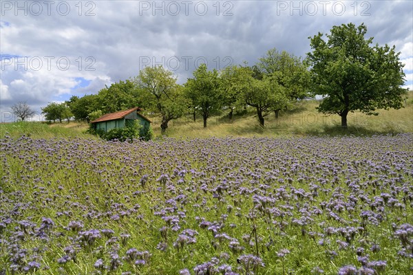 Woodshed between field with purple Phacelia