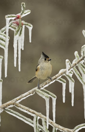 Black-crested Titmouse