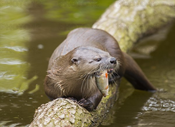 Common otter