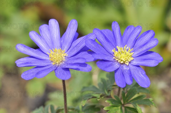 Balkan anemone