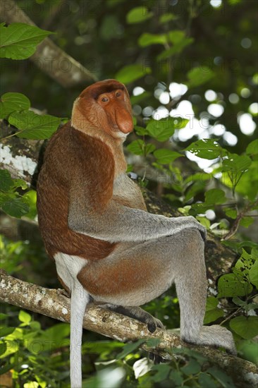 Proboscis Monkey