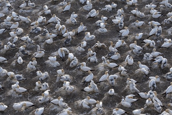 Australasian gannet