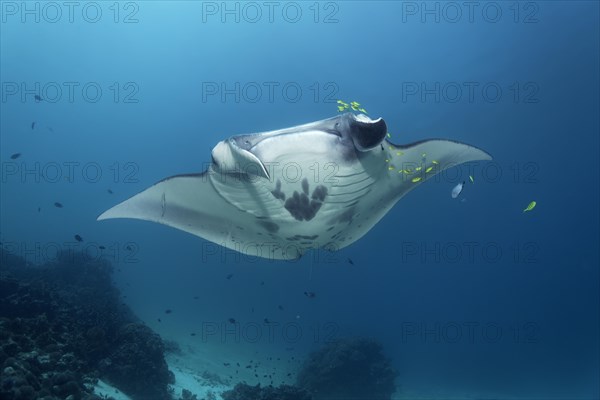 Reef manta ray