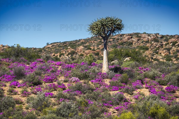 Quiver tree