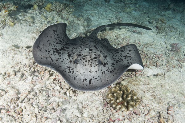 Round ribbontail ray