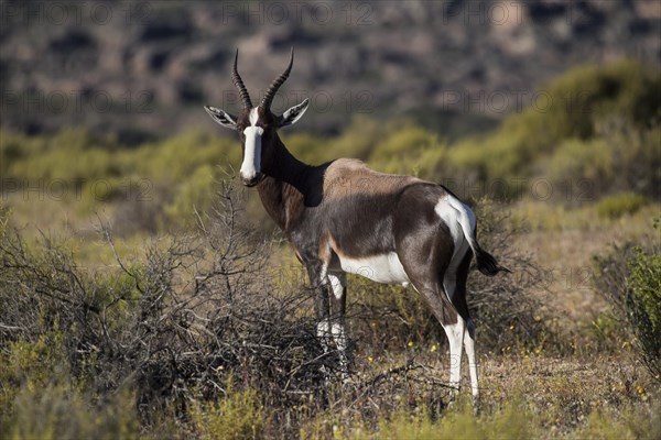 Bontebok