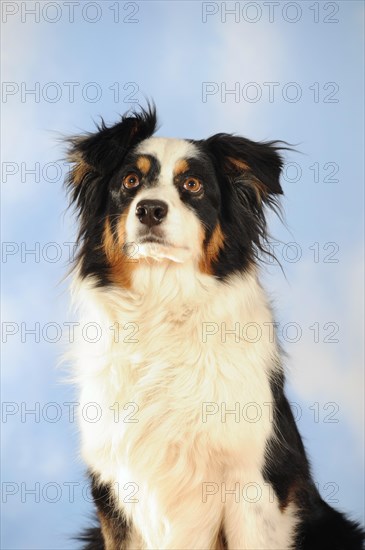 Australian Shepherd